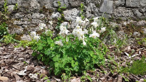 White columbine (Aquilegia), Slovenia