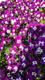 Horned violet (Viola cornuta), Slovenia