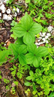 True lover's knot, (Paris quadrifolia), Slovenia