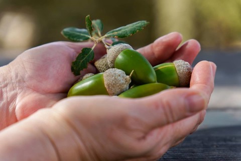 Cupped hands cradling fresh green acorns and an oak leaf, representing nature, new beginnings,