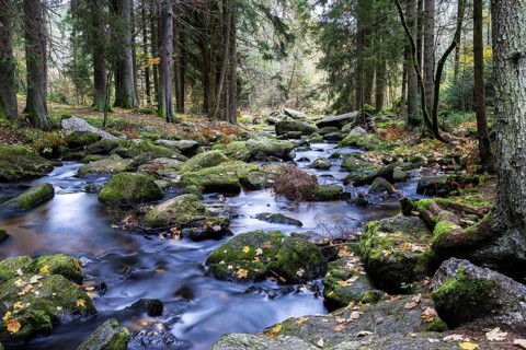 A quiet stream flows through a wooded area, lined with moss-covered stones, Höllfall Arbesbach