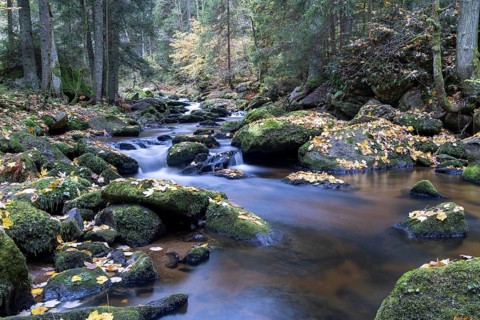 A quiet stream flows through the forest, with moss-covered stones and falling autumn leaves,