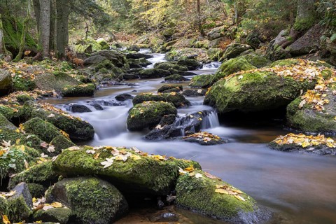 A peaceful stream flows over mossy stones, surrounded by autumnal forest, Höllfall Arbesbach