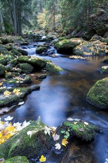 An autumnal stream flows through the forest, lined with moss-covered stones, Höllfall Arbesbach