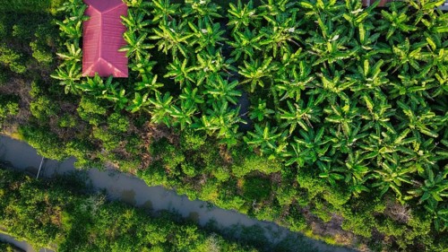 Land used for agriculture in Vietnam, Asia, seen from above