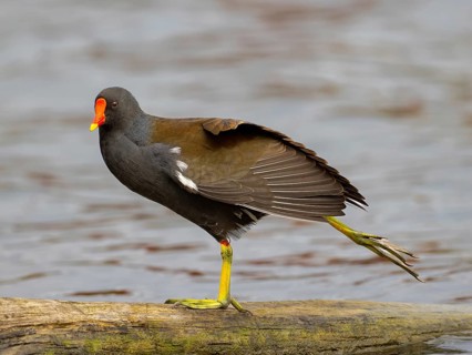 A pond claw during plumage care, Ruhrpott, North Rhine-Westphalia, Germany