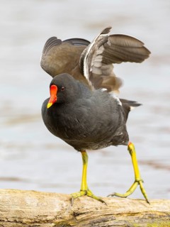 A pond claw during plumage care, Ruhrpott, North Rhine-Westphalia, Germany