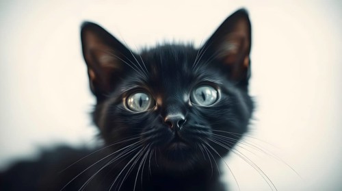 A delightful black kitten with bright blue eyes gazes at the camera with curiosity. Its fur is