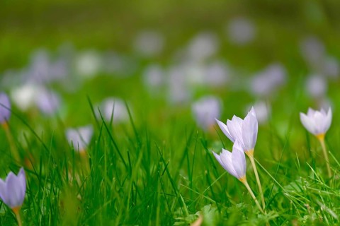 Autumn crocus, autumn time, Germany