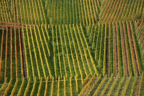 Autumn vineyard lines on the wine trail on Kappelberg near Fellbach - Stuttgart