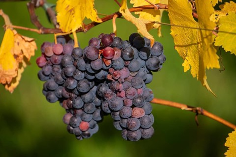 Ripe grapes in autumn vineyard on Kappelberg in Fellbach