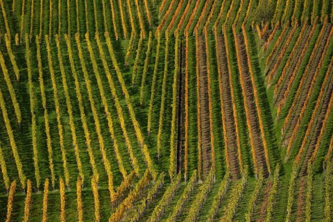 Wine lines in autumn on the wine trail on Kappelberg near Fellbach, Stuttgart