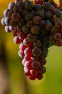 Ripe grapes in autumn vineyard on Kappelberg in Fellbach