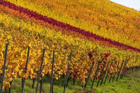 Autumn vineyard lines on the wine trail on Kappelberg near Fellbach, Stuttgart