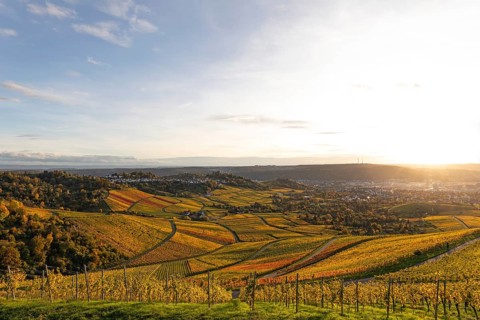 Vineyards on the Kappelberg in Fellbach in the golden light of sunset with views of Stuttgart and