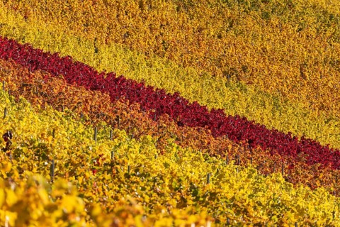Autumn vineyard lines on the wine trail on Kappelberg near Fellbach, Stuttgart, wine trail in the