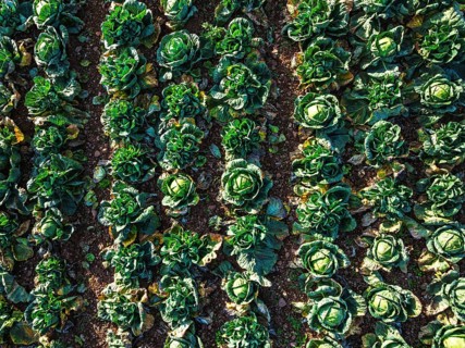 Top down view of red and green cabbage field from a drone, Devon, England, United Kingdom