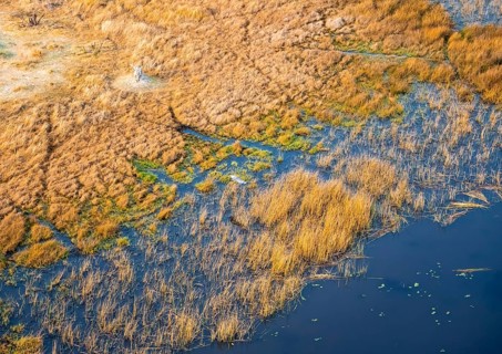 Goliath heron (Ardea goliath) flying over marshland along a river, marshland and shore with termite