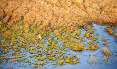 Goliath heron (Ardea goliath) flying over marshland along a river, marshland, aerial view, Okavango