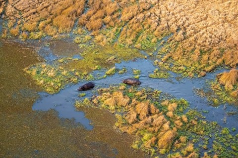 Hippos (Hippopatamus amphibius) in water, marshland, marshland, aerial view, Okavango Delta,