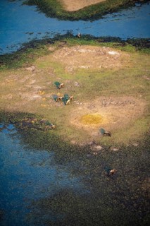Striped gnu (Connochaetes taurinus), flock on the riverbank, river landscape, aerial view, Okavango