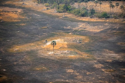 Savanna landscape with burnt grass and palm tree, aerial view, Okavango Delta, Botswana
