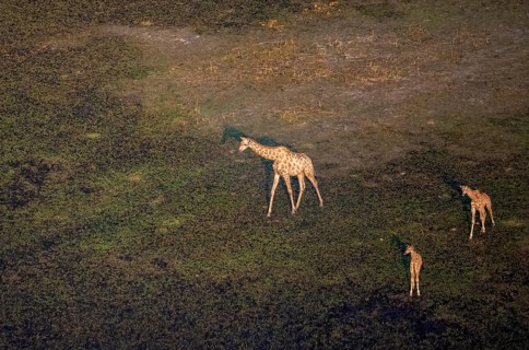 Cape giraffe (Giraffa giraffa giraffa), mother with two young animals, aerial view, Okavango Delta,