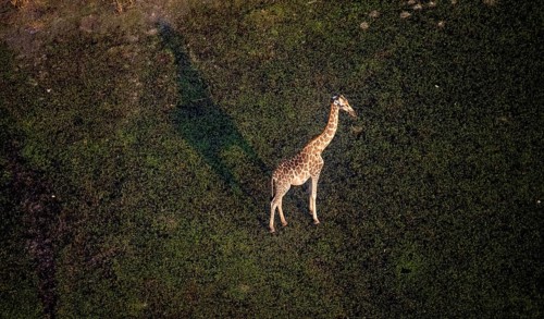 Cape giraffe (Giraffa giraffa giraffa), aerial view, Okavango Delta, Botswana