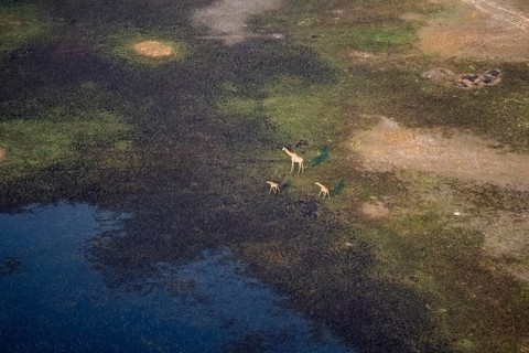 Cape giraffe (Giraffa giraffa giraffa), mother with two young animals, savanna landscape on the