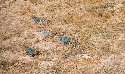 Steppe zebra (Equus quagga), savanna landscape, aerial view, Okavango Delta, Botswana