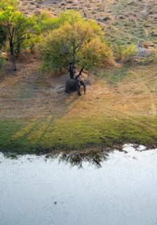 African elephant (Loxodonta africana), riverbank, savanna landscape, aerial view, Okavango Delta,