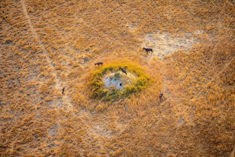 Tsessebe (Damaliscus lunatus), group on a termite hill, savanna with yellow grass, aerial view,