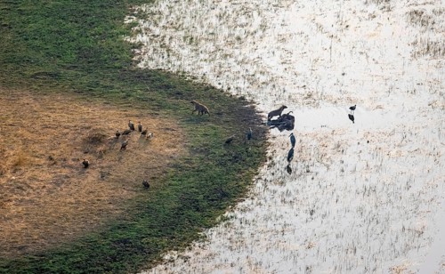 Vultures, maraboos (Leptoptilos crumeniferus) and spotted hyenas (Crocuta crocuta), hyenas feed on