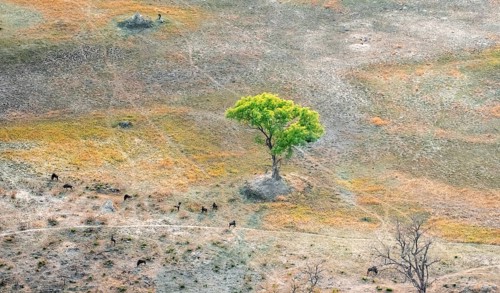Striped goose (Connochaetes taurinus) in savanna landscape with single tree, aerial view, Okavango