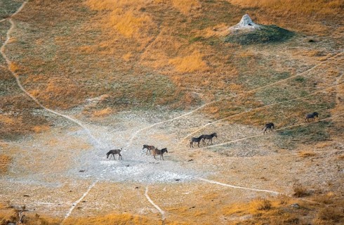 Steppe zebras (Equus quagga), savanna landscape with yellow grass and termite hills, aerial view,