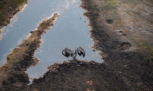 Steppe zebras (Equus quagga) drinking by the river, aerial view, Okavango Delta, Botswana