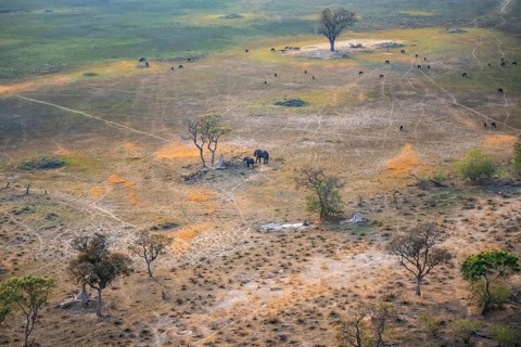 Two African elephants (Loxodonta africana) and a flock of striped geese (Connochaetes taurinus) in