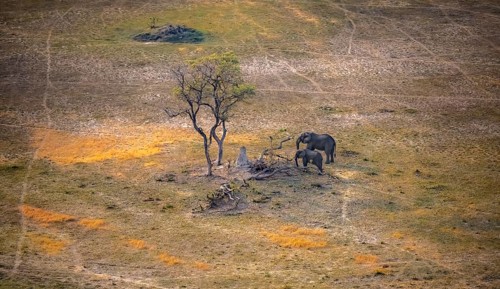 Two African elephants (Loxodonta africana) in savanna landscape with termite hill, aerial view,