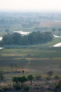 River landscape with two African elephants (Loxodonta africana), aerial view, Okavango Delta,