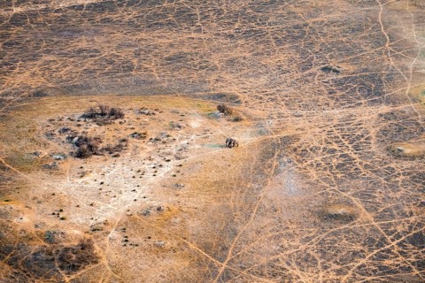 African elephant (Loxodonta africana) in dry savanna, aerial view, Okavango Delta, Botswana