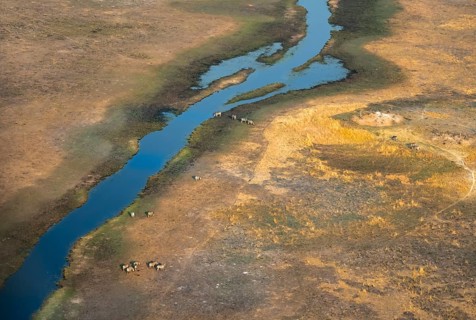 River landscape in savanna with steppe zebras (Equus quagga), aerial view, Okavango Delta, Botswana