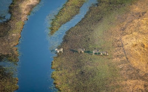 Steppe zebras (Equus quagga), on the river, aerial view, Okavango Delta, Botswana