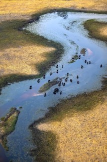 Kaffir buffalo (Syncerus caffer caffer), flock in river, aerial view, Okavango Delta, Botswana
