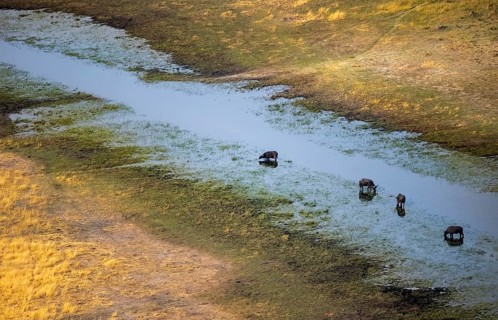 Kaffir buffalo (Syncerus caffer caffer), four buffaloes in the river, aerial view, Okavango Delta,