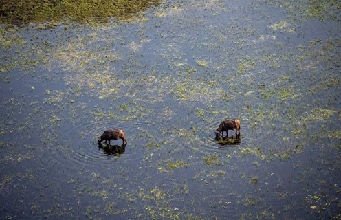 Kaffir buffalo (Syncerus caffer caffer), two animals in the river, aerial view, Okavango Delta,