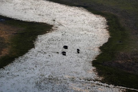 Kaffir buffalo (Syncerus caffer caffer), three animals in the river, aerial view, Okavango Delta,
