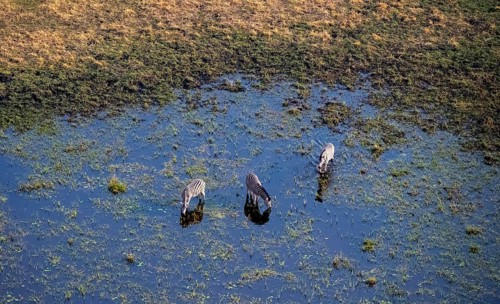 Three steppe zebras (Equus quagga) drinking by the river, aerial view, Okavango Delta, Botswana