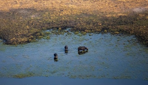 Kaffir buffalo (Syncerus caffer caffer), three buffaloes in the river, aerial view, Okavango Delta,