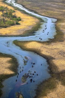 River landscape, river with herd of kaffir buffalo (Syncerus caffer caffer), aerial view, Okavango