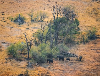 Group of African elephants (Loxodonta africana), savanna landscape, aerial view, Okavango Delta,